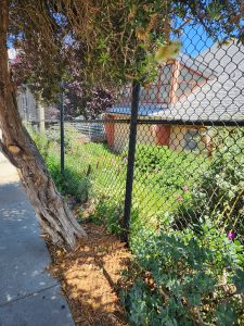 Native Plant Garden at Upper Noe Rec Center