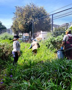 Upper Noe Gardening Group volunteers tend the Native Plant Garden